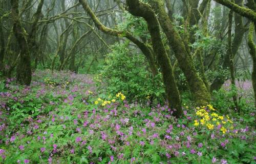 The green north of La Gomera